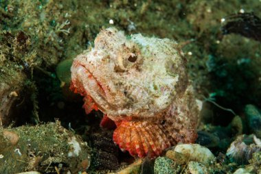 Şeytan scorpionfish Ambon, Maluku, Endonezya sualtı fotoğraf içinde