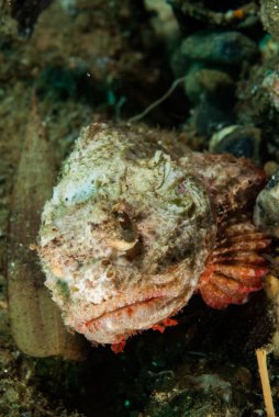 Şeytan scorpionfish Ambon, Maluku, Endonezya sualtı fotoğraf içinde