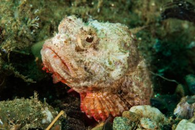Şeytan scorpionfish Ambon, Maluku, Endonezya sualtı fotoğraf içinde