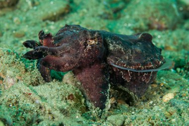 Ambon, Maluku, Endonezya sualtı fotoğraf içinde gösterişli mürekkep balığı
