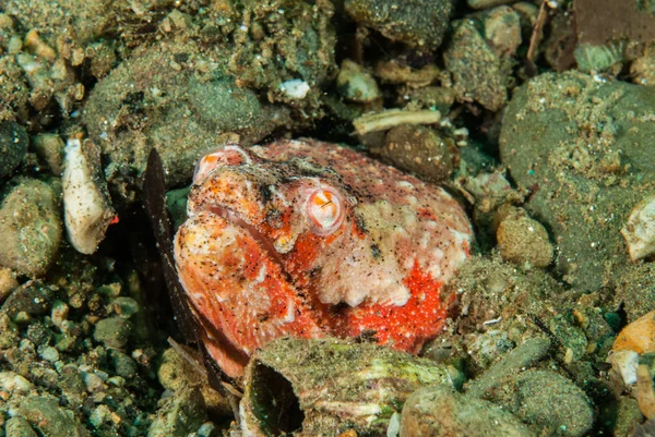 Sürüngen yılan yılan balığı Ambon, Maluku, Endonezya sualtı içinde — Stok fotoğraf