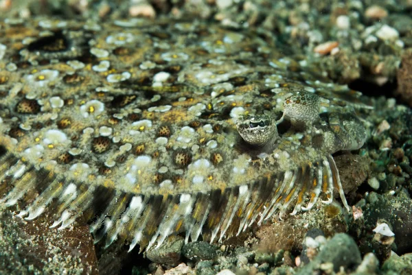 Leopardí platýs v Ambon, Moluky, Indonésie podvodní fotografie — Stock fotografie