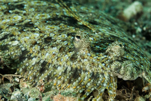 Leopardí platýs v Ambon, Moluky, Indonésie podvodní fotografie — Stock fotografie