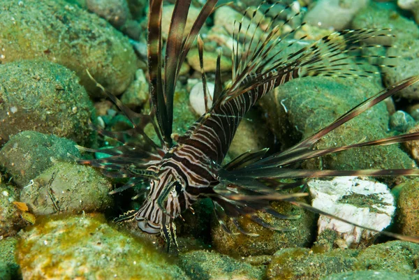 암 본, 말루쿠, 인도네시아 수 중 사진에에서 일반적인 lionfish — 스톡 사진