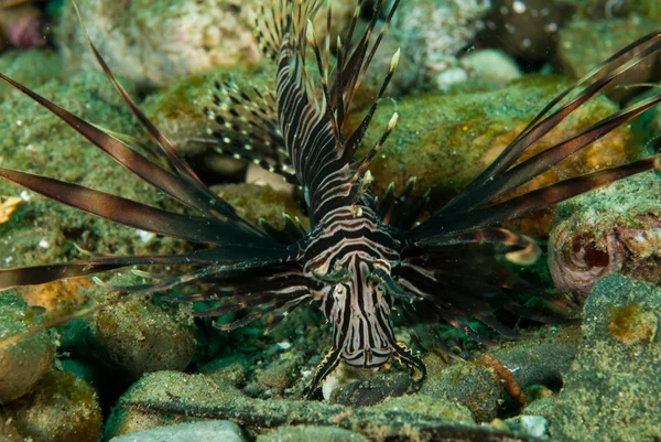 Pez león común en Ambon, Maluku, Indonesia foto submarina —  Fotos de Stock