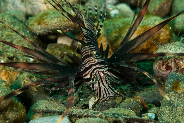 Gemeenschappelijke lionfish in Ambon, Maluku, Indonesia onderwater foto — Stockfoto