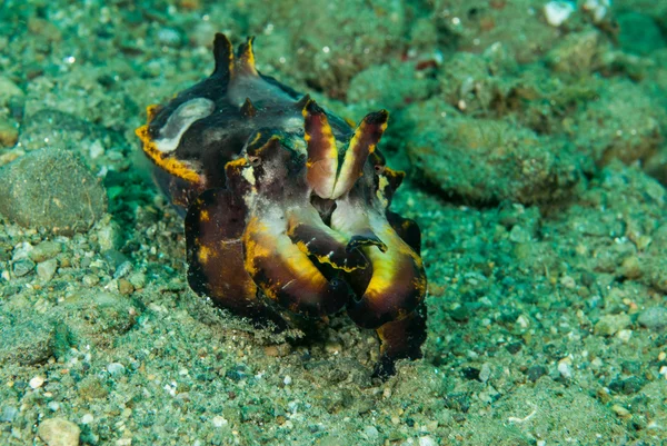 Seppie fiammeggianti ad Ambon, Maluku, Indonesia foto subacquee — Foto Stock