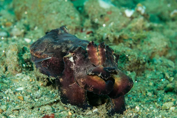 Flamboyant cuttlefish in Ambon, Maluku, Indonesia underwater photo — Stock Photo, Image