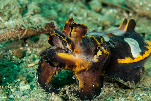 Flamboyant sepia en Ambon, Maluku, Indonesia foto submarina —  Fotos de Stock