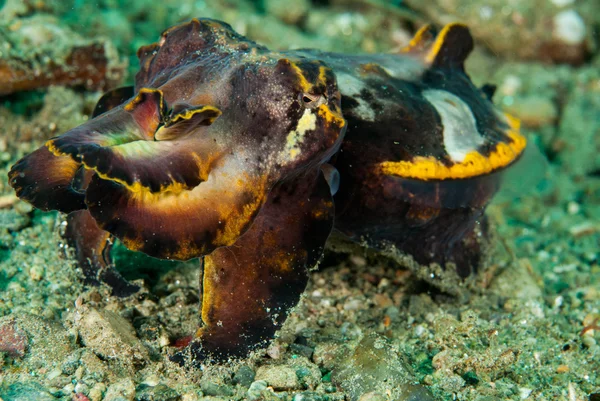 Flamboyante inktvis in Ambon, Maluku, Indonesia onderwater foto — Stockfoto