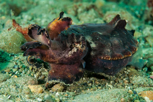 Cuttlefish flamboyant em Ambon, Maluku, Indonésia foto subaquática — Fotografia de Stock