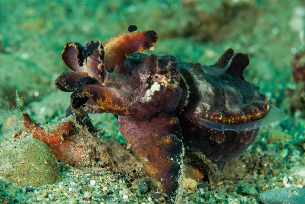 Cuttlefish flamboyant em Ambon, Maluku, Indonésia foto subaquática — Fotografia de Stock