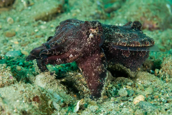 Cuttlefish flamboyant em Ambon, Maluku, Indonésia foto subaquática — Fotografia de Stock