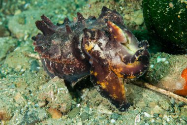 Ambon, Maluku, Endonezya sualtı fotoğraf içinde gösterişli mürekkep balığı