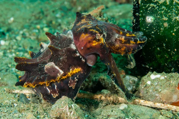 Flamboyant cuttlefish in Ambon, Maluku, Indonesia underwater photo — Stock Photo, Image