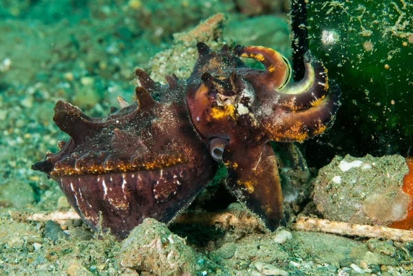 Flamboyant sepia en Ambon, Maluku, Indonesia foto submarina — Foto de Stock