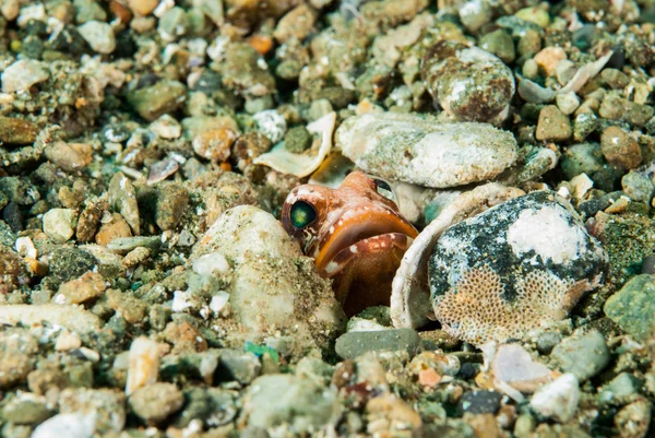 Jawfish in Ambon, Maluku, Indonesia onderwater foto verbergen — Stockfoto