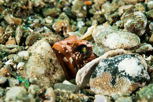 隐藏在安汶，印度尼西亚马鲁古群岛的水下照片后颌鱼来说 — 图库照片