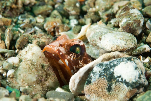 Skrytí jawfish Ambon, Moluky, Indonésie podvodní fotografie — Stock fotografie