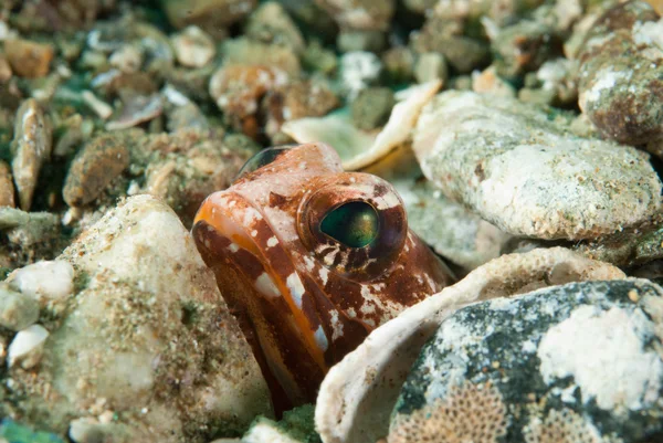 Ukrywanie jawfish w Ambon, Zdjęcie podwodne Maluku, Indonezja — Zdjęcie stockowe