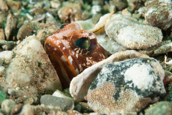 Hiding jawfish in Ambon, Maluku, Indonesia underwater photo — Stock Photo, Image