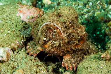 Şeytan scorpionfish Ambon, Maluku, Endonezya sualtı fotoğraf içinde