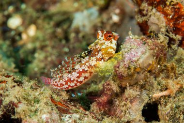 Moyer'ın dragonet Ambon, Maluku, Endonezya sualtı fotoğraf içinde
