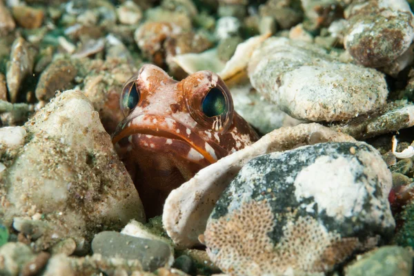 Skrytí jawfish Ambon, Moluky, Indonésie podvodní fotografie — Stock fotografie