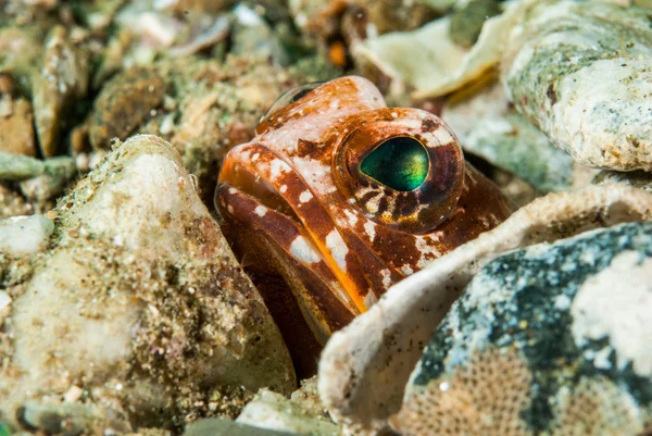 Hiding jawfish in Ambon, Maluku, Indonesia underwater photo — Stock Photo, Image