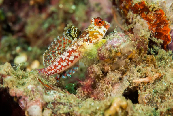 Dragonetto di Moyer ad Ambon, Maluku, Indonesia foto subacquee — Foto Stock