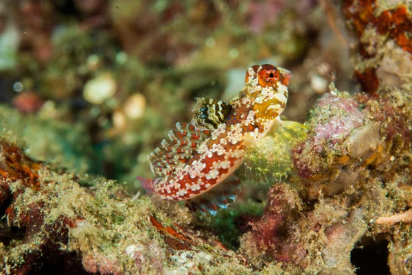 Dragonet de Moyer en Ambon, Maluku, Indonesia foto submarina —  Fotos de Stock