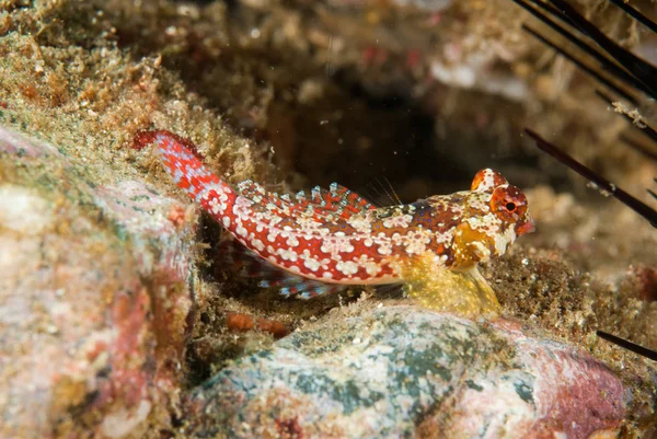 Moyer 's dragonet in ambon, maluku, indonesien unterwasserfoto — Stockfoto