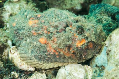 Şeytan scorpionfish Ambon, Maluku, Endonezya sualtı fotoğraf içinde