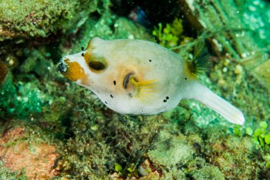 Blackspotted pufferfish Ambon, Maluku, Endonezya sualtı fotoğraf içinde