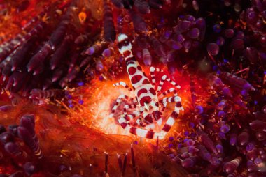 Coleman karides, deniz kestanesi Ambon, Maluku, Endonezya sualtı fotoğraf içinde ateş