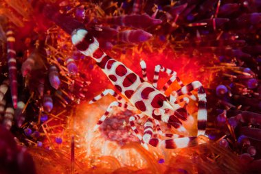 Coleman karides, deniz kestanesi Ambon, Maluku, Endonezya sualtı fotoğraf içinde ateş