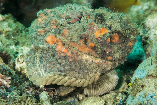 Teufelskorpionfisch in ambon, maluku, indonesien unterwasserfoto — Stockfoto