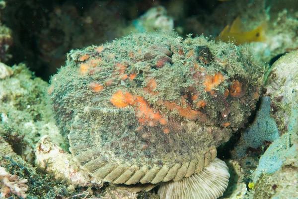 Scorpionfish diable à Ambon, Maluku, Indonésie photo sous-marine — Photo