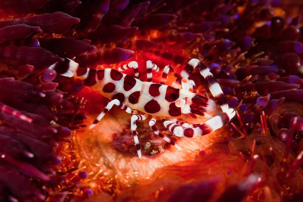 Coleman shrimp, fire sea urchin in Ambon, Maluku, Indonesia underwater photo — Stock Photo, Image