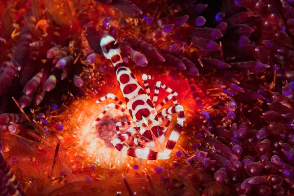 Camarones Coleman, erizo de mar fuego en Ambon, Maluku, Indonesia foto submarina — Foto de Stock