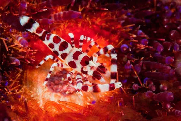 Coleman shrimp, fire sea urchin in Ambon, Maluku, Indonesia underwater photo — Stock Photo, Image