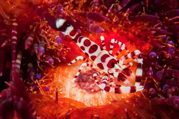 Coleman krevety, oheň mořský ježek v Ambon, Moluky, Indonésie podvodní fotografie — Stock fotografie