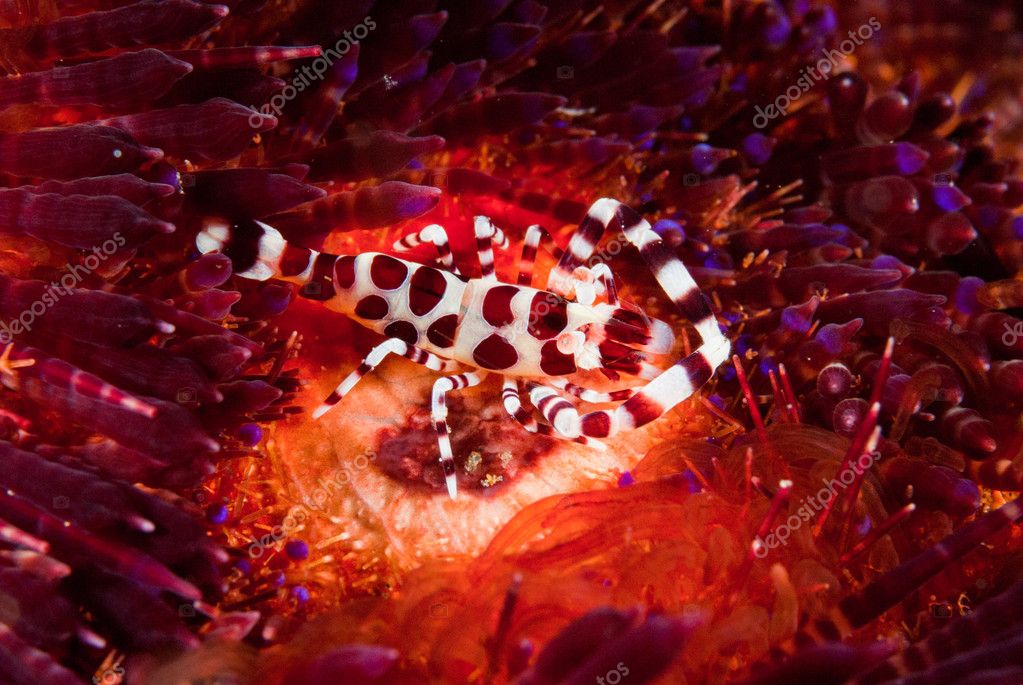 Download 98 Koleksi Gambar Flora Maluku Paling Baru Gratis