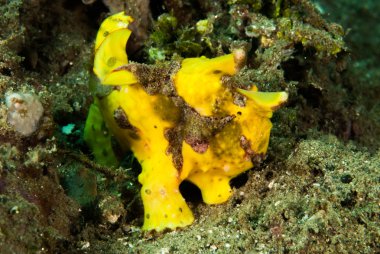 Ambon, Maluku, Endonezya sualtı fotoğraf içinde boyalı frogfish