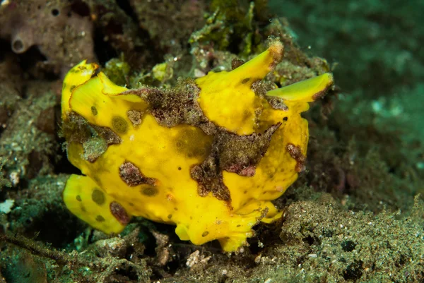 Painted frogfish in Ambon, Maluku, Indonesia underwater photo — Stock Photo, Image