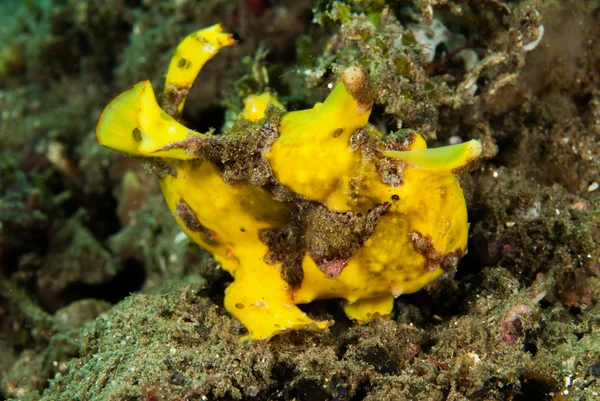 Malovaný frogfish Ambon, Moluky, Indonésie podvodní fotografie — Stock fotografie