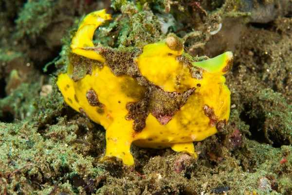 Malovaný frogfish Ambon, Moluky, Indonésie podvodní fotografie — Stock fotografie