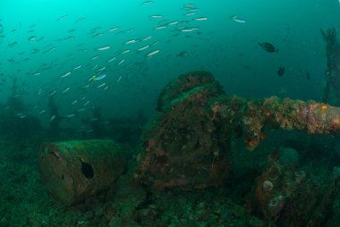 Tekne batık, okullaşma Ambon, Maluku, Endonezya sualtı fotoğraf/süs balıkları