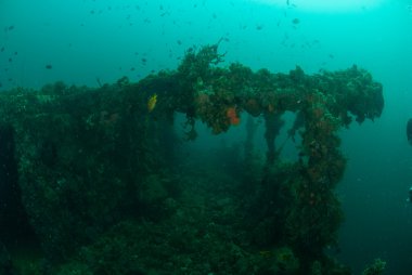 Tekne batık, okullaşma Ambon, Maluku, Endonezya sualtı fotoğraf/süs balıkları