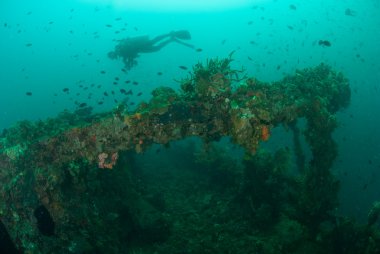 Dalgıç, tekne kazasında Ambon, Maluku, Endonezya sualtı fotoğraf